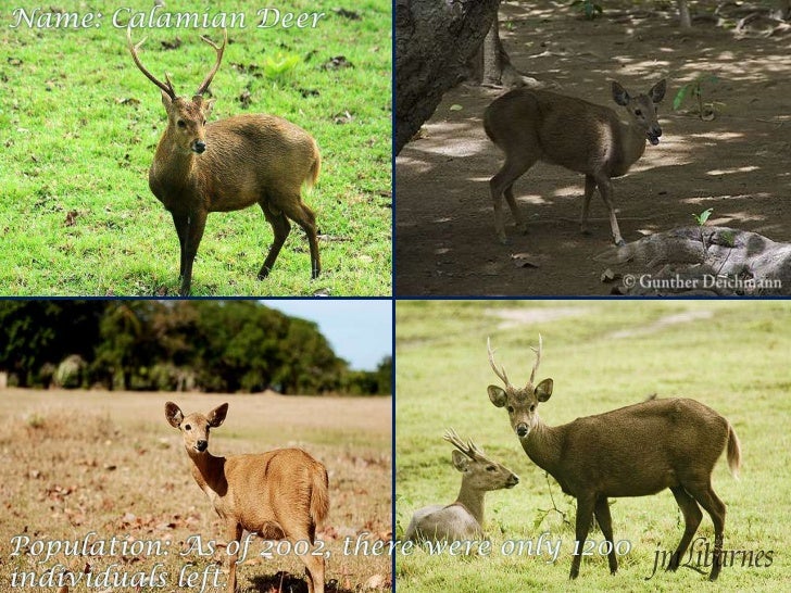 philippine endangered species philippine endangered species