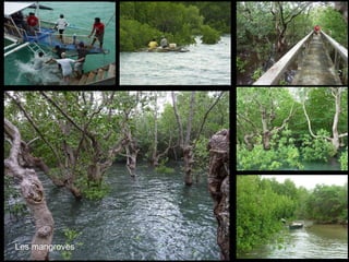 Les mangroves 