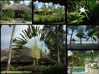 Hotel Bohol Beach Resort 