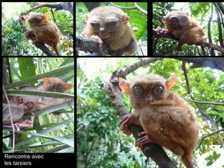 Rencontre avec  les tarsiers 