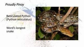 Proudly Pinoy
Reticulated Python
(Python reticulatus)
Word’s longest
snake
 