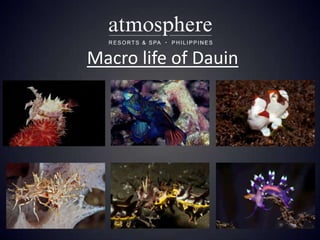 Macro life of Dauin
 