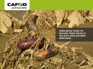 Aubergines ready for harvest. Many farms in the area were partially destroyed.  