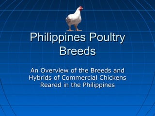 Philippines PoultryPhilippines Poultry
BreedsBreeds
An Overview of the Breeds andAn Overview of the Breeds and
Hybrids of Commercial ChickensHybrids of Commercial Chickens
Reared in the PhilippinesReared in the Philippines
 