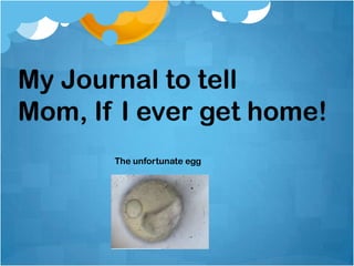 My Journal to tell Mom, If I ever get home! The unfortunate egg  