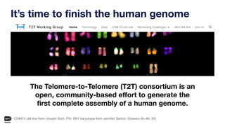 It’s time to finish the human genome
CHM13 cell line from Urvashi Surti, Pitt; SKY karyotype from Jennifer Gerton, Stowers...