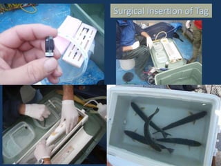 Surgical Insertion of Tag
 