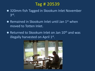 Tag # 20539
 320mm fish Tagged in Skookum Inlet November
3rd.
 Remained in Skookum Inlet until Jan 1st when
moved to Totten Inlet.
 Returned to Skookum Inlet on Jan 10th and was
illegally harvested on April 1st.
 