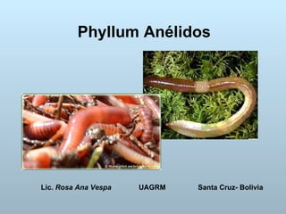 Phyllum Anélidos Lic.  Rosa Ana Vespa   UAGRM   Santa Cruz- Bolivia 