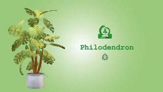 Philodendron
 