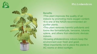 Philodendron | PPTX