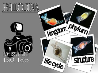structure life cycle Melissa Lim Bio 185 PHILODINA kingdom phylum 