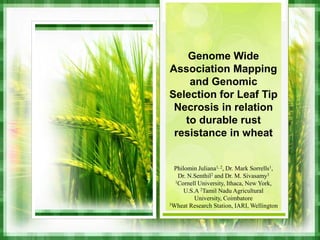 Genome Wide
Association Mapping
and Genomic
Selection for Leaf Tip
Necrosis in relation
to durable rust
resistance in wheat
Philomin Juliana1, 2, Dr. Mark Sorrells1,
Dr. N.Senthil2 and Dr. M. Sivasamy3
1Cornell University, Ithaca, New York,
U.S.A 2Tamil Nadu Agricultural
University, Coimbatore
3Wheat Research Station, IARI, Wellington
 