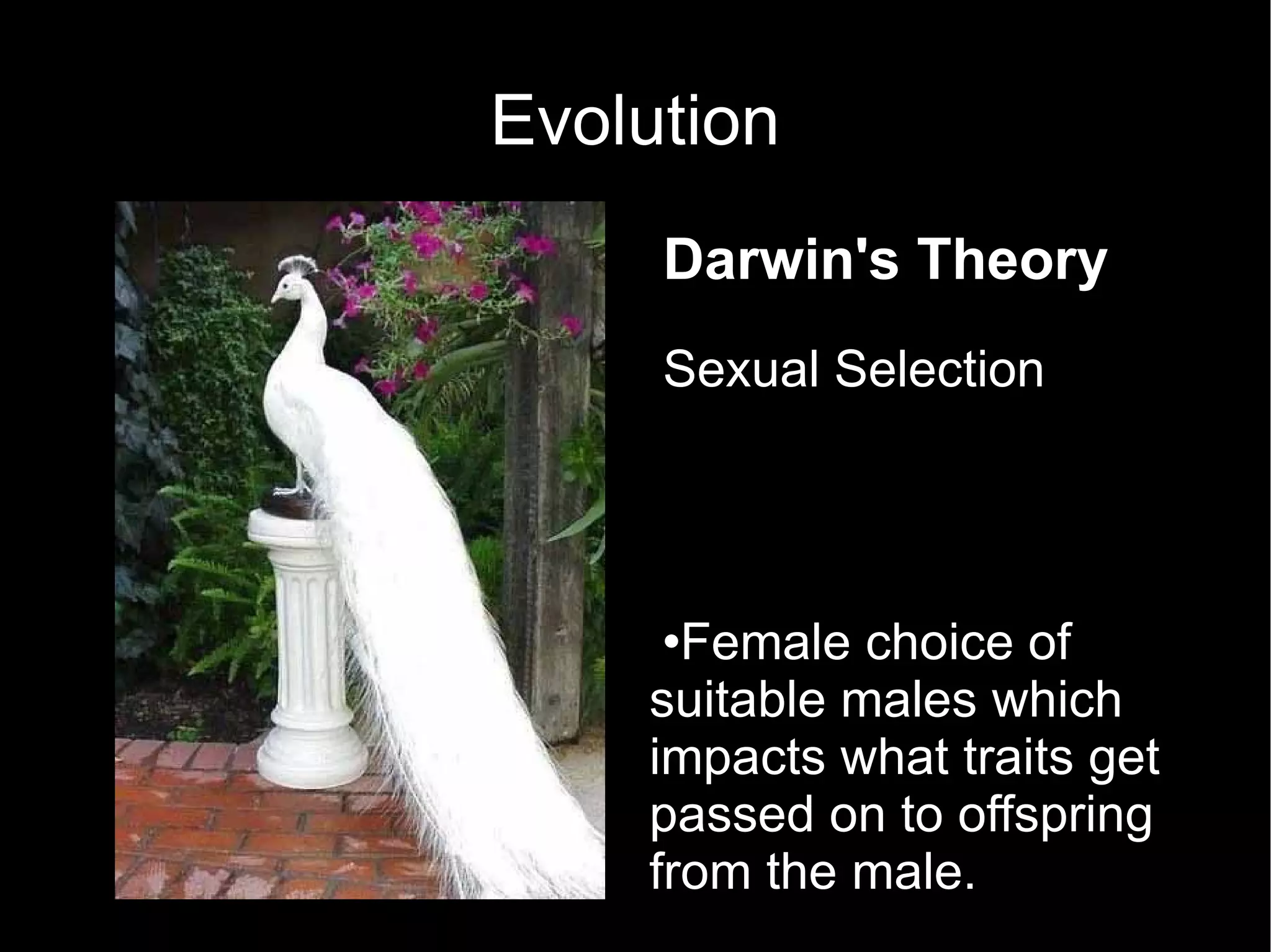 Evolution Darwin's Theory Sexual Selection Female choice of suitable males which impacts what traits get passed on to offspring from the male.  