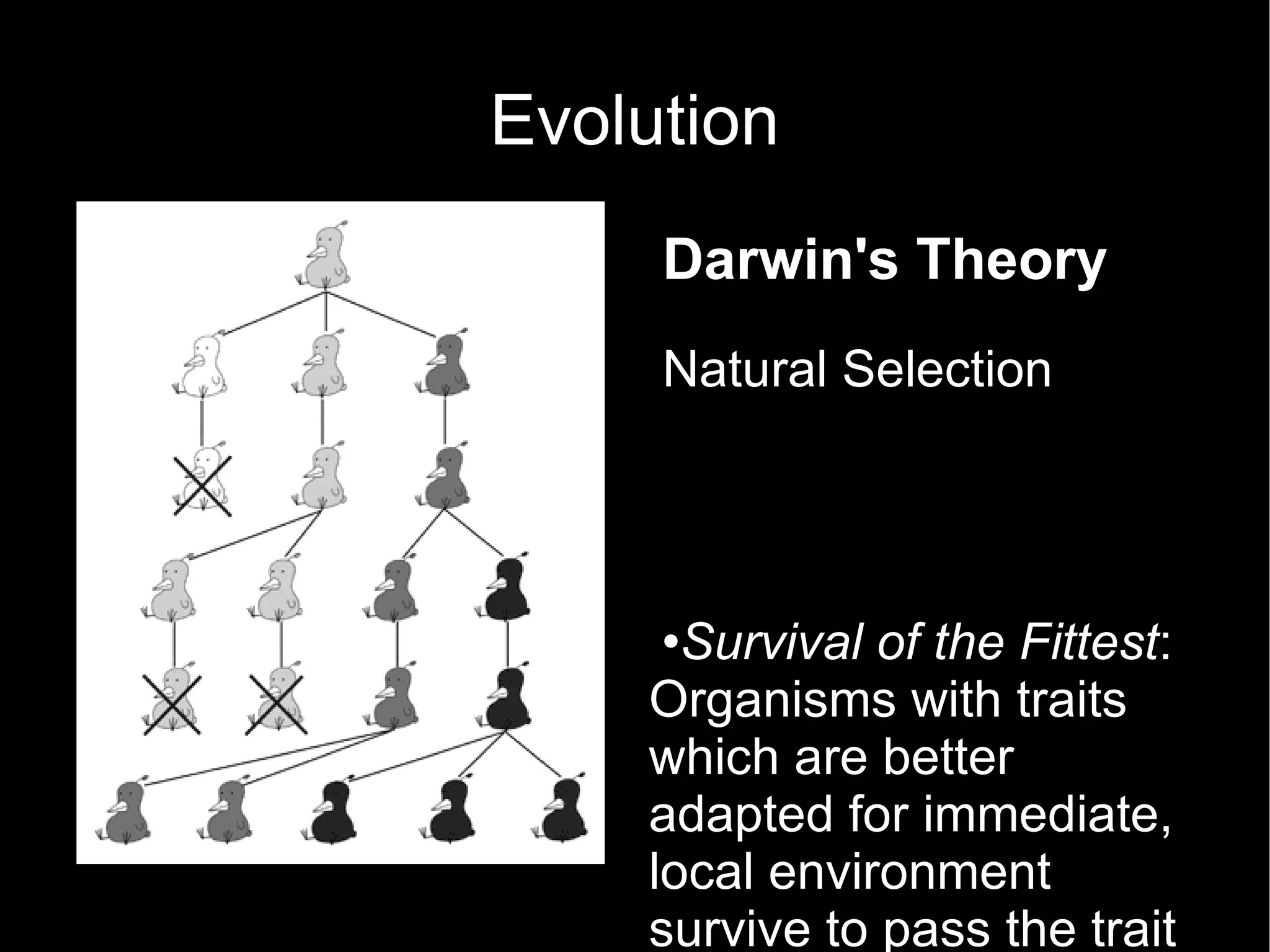 Evolution Darwin's Theory Natural Selection Survival of the Fittest : Organisms with traits which are better adapted for immediate, local environment survive to pass the trait on.  