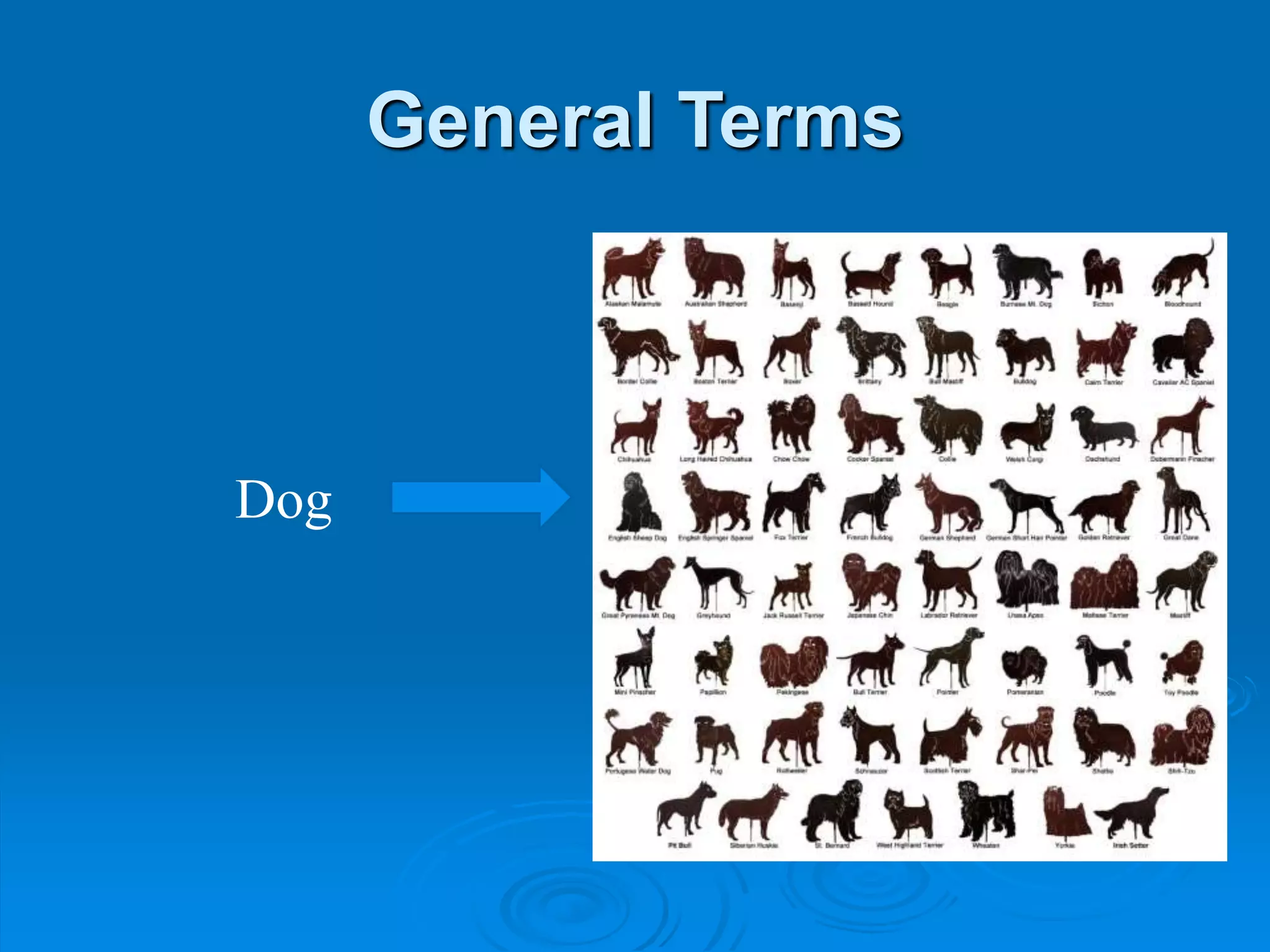 General Terms
Dog
 