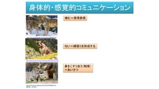 身体的・感覚的コミュニケーション
http://free-photos.gatag.net/2013/05/07/080000.html
噛む＝愛情表現
http://freebies-db.com/free-photo-dpg-5996-splitshire.html
匂い＝縄張りを形成する
http://free-photos.gatag.net/2014/05/24/000000.html
著作者:__MaRiNa__
鼻をこすりあう（触覚）
＝あいさつ
 