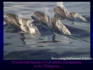 19 confirmed species (+7) of whales and dolphins
in the Philippines
Bow-riding bottlenosed dolphins
 