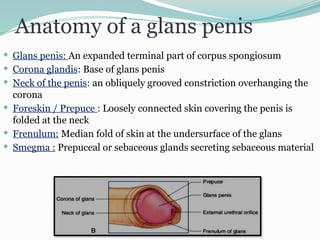 Phimosis & Paraphimosis - An Ayurvedic and Modern aspect.pptx