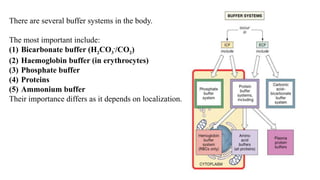 There are several buffer systems in the body.
The most important include:
(1) Bicarbonate buffer (H2CO3
-
/CO2)
(2) Haemoglobin buffer (in erythrocytes)
(3) Phosphate buffer
(4) Proteins
(5) Ammonium buffer
Their importance differs as it depends on localization.
 