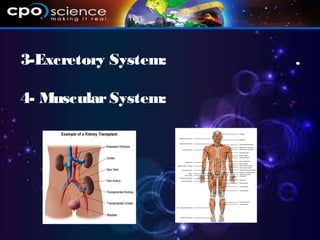 3-Excretory System: .
4- MuscularSystem: .
 