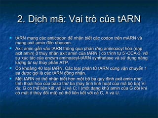 Marn Tarn Rarn Phiên mã và dịch mã | PPT