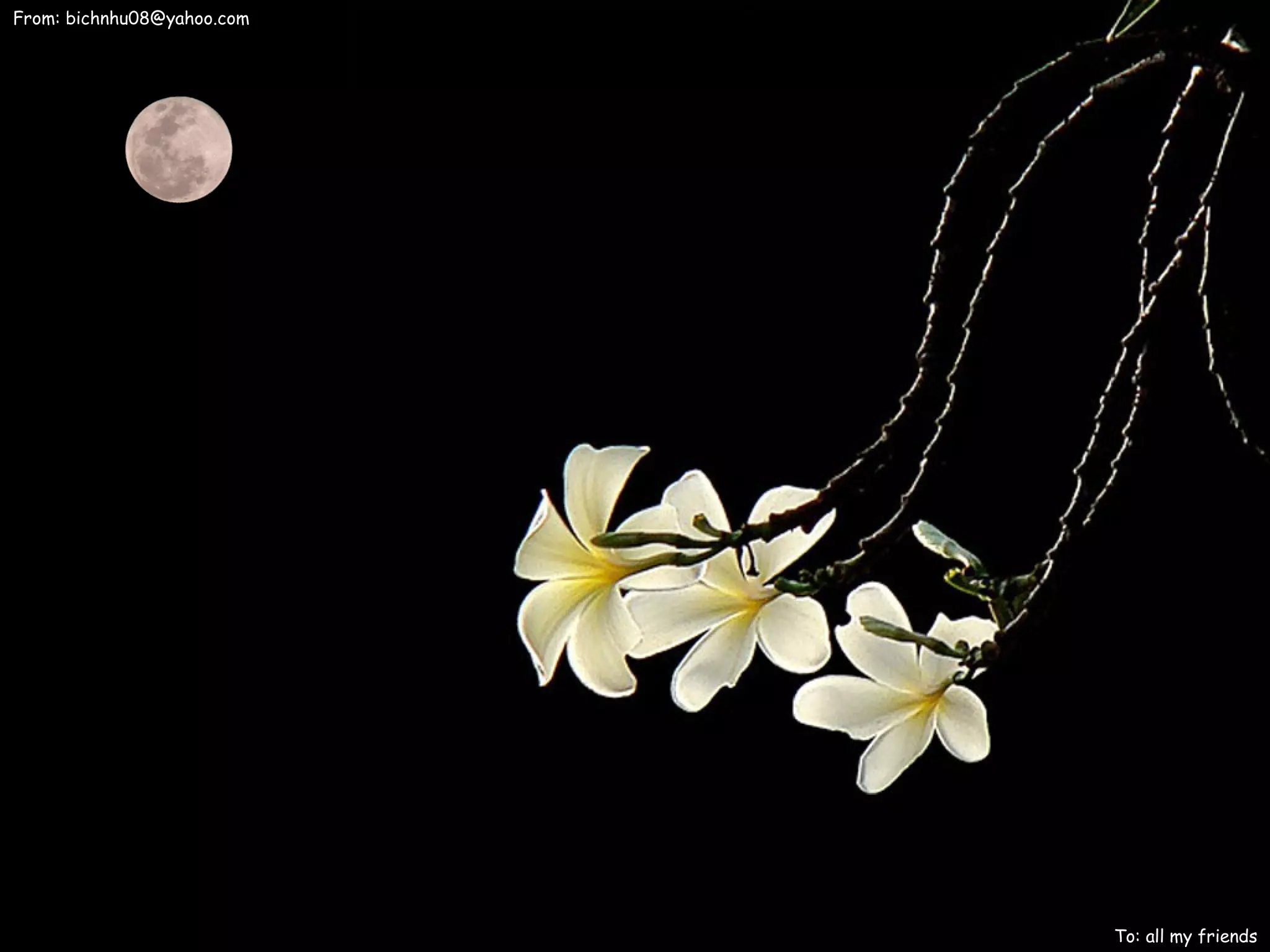 From: bichnhu08@yahoo.com




                            To: all my friends
 