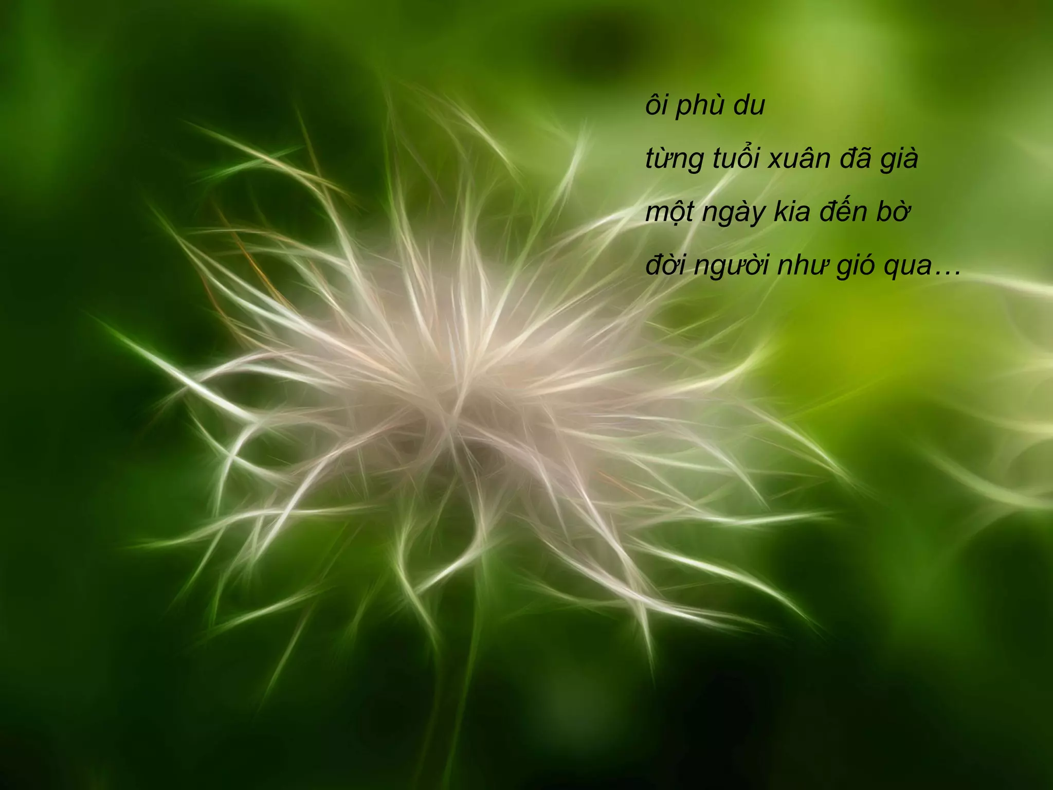 ôi phù du
từng tuổi xuân đã già
một ngày kia đến bờ
đời người như gió qua…
 