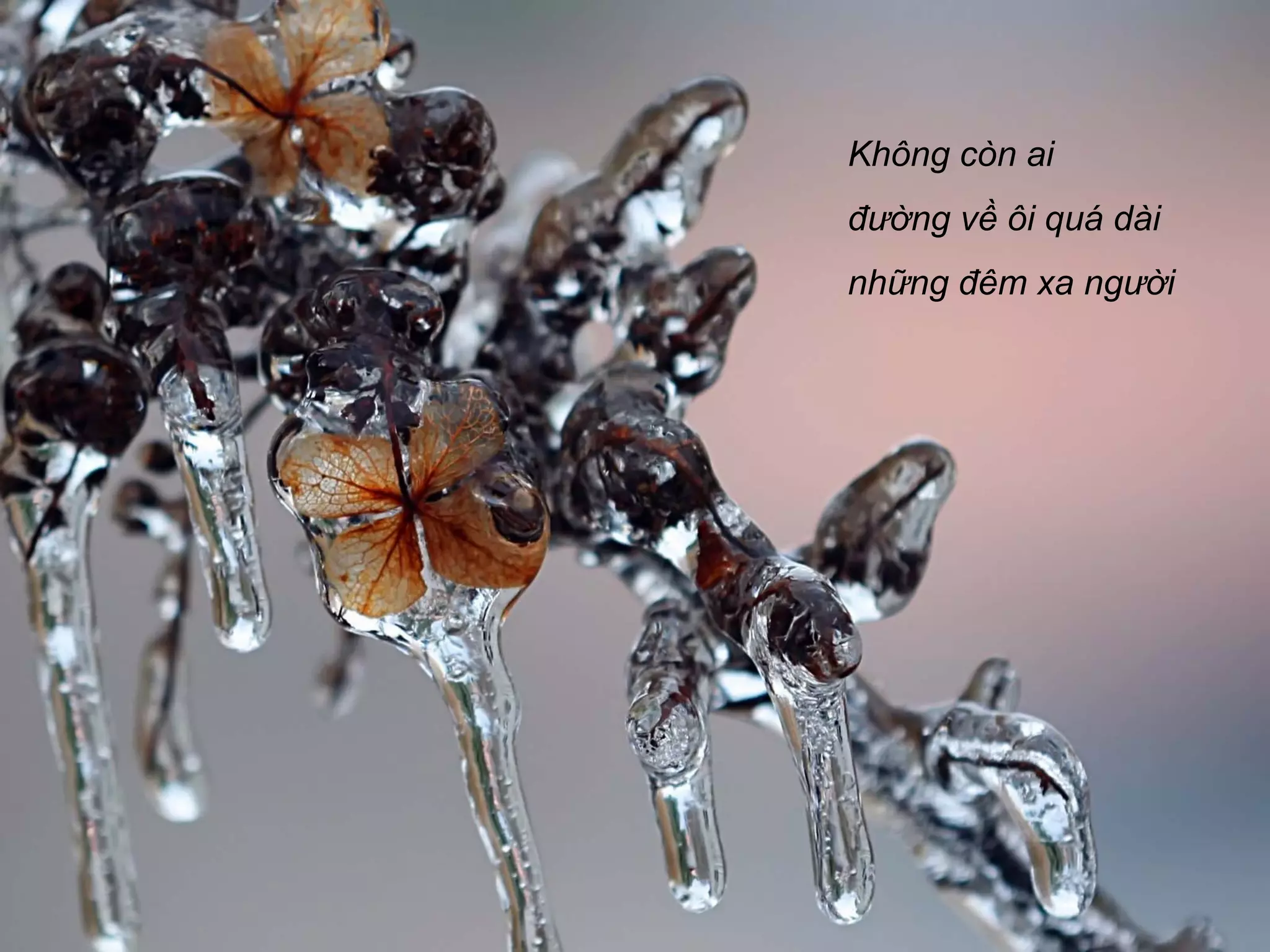 Không còn ai
đường về ôi quá dài
những đêm xa người
 