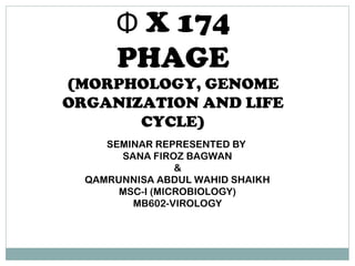 Φ X 174
PHAGE
(MORPHOLOGY, GENOME
ORGANIZATION AND LIFE
CYCLE)
SEMINAR REPRESENTED BY
SANA FIROZ BAGWAN
&
QAMRUNNISA ABDUL WAHID SHAIKH
MSC-I (MICROBIOLOGY)
MB602-VIROLOGY
 