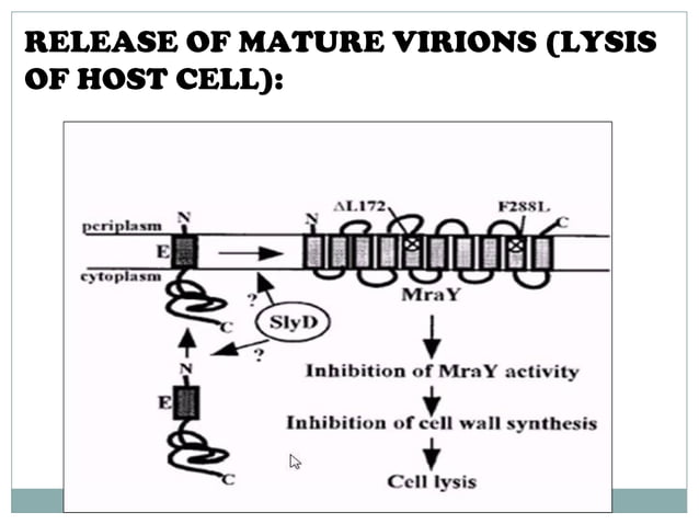 Phi x 174 phage. PPT