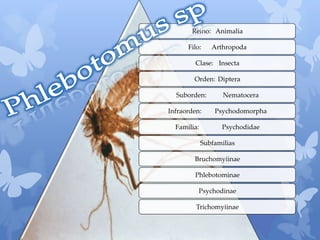 Reino: Animalia
Filo: Arthropoda
Clase: Insecta
Orden: Diptera
Suborden: Nematocera
Infraorden: Psychodomorpha
Familia: Psychodidae
Subfamilias
Bruchomyiinae
Phlebotominae
Psychodinae
Trichomyiinae
 