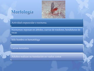 Actividad crepuscular o nocturna.
Nocturnos: reposan en árboles, cuevas de roedores, hendiduras de
rocas
Sólo hembra es hematófaga
Larvas terrestres
Adultos realizan su translación en vuelos cortos
 
