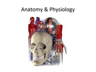 Anatomy & Physiology
 