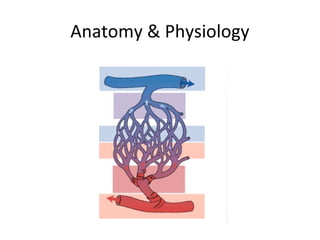 Anatomy & Physiology
 