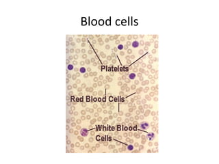 Blood cells
 