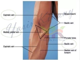 Phlebotomy.ppsx