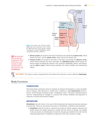 CHAPTER 5: HUMAN ANATOMY AND PHYSIOLOGY REVIEW 125
• Dorsal cavities are located in the back of the body and include the cranial cavity, which
houses the brain, and the spinal cavity, which encases the spinal cord.
• Ventral cavities are located in the front of the body and include the thoracic cavity,
which houses primarily the heart and lungs; the abdominal cavity, which houses nu-
merous organs including the stomach, liver, pancreas, gallbladder, spleen, and kidneys;
and the pelvic cavity, which houses primarily the urinary bladder and reproductive
organs.
KEY POINT The thoracic cavity is separated from the abdominal cavity by a muscle called the diaphragm.
Body Functions
HOMEOSTASIS
The human body constantly strives to maintain its internal environment in a state of equilib-
rium or balance. This balanced or “steady state” condition is called homeostasis (ho’me-o-
sta’sis), which literally translated means “standing the same.” The body maintains homeo-
stasis by compensating for changes in a process that involves feedback and regulation in
response to internal and external changes.
METABOLISM
Metabolism (me-tab’o-lizm) is the sum of all the physical and chemical reactions necessary
to sustain life. There are two primary processes of metabolism: catabolism and anabolism.
• Catabolism (kah-tab’o-lizm) is a destructive process by which complex substances are
broken down into simple substances, usually with the release of energy. An example
is the conversion of carbohydrates in food into the glucose needed by the cells and the
subsequent glycolysis or breakdown of glucose by the cells to produce energy.
See how well
you can identify
body planes, direc-
tional terms, and
cavities in Label-
ing Exercises 5-1,
5-2, and 5-3 in the
WORKBOOK.
Cranial
cavity
Spinal
cavity
(canal)
Thoracic
cavity
Diaphragm
Abdominal
cavity
Pelvic
cavity
Abdominopelvic
cavity
Ventral
cavity
Dorsal
cavity
Figure 5-3 Lateral view of body cavities.
(Reprinted with permission from Cohen
BJ. Memmler’s the Human Body in Health
and Disease, 11th ed. Philadelphia: Lippin-
cott Williams  Wilkins; 2009:12.)
 