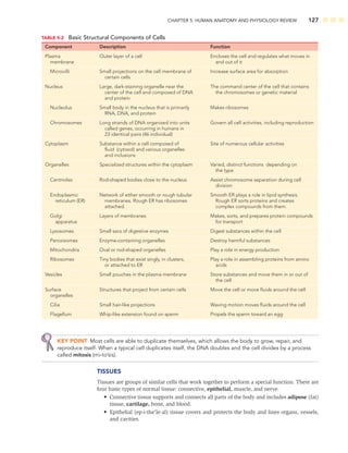 CHAPTER 5: HUMAN ANATOMY AND PHYSIOLOGY REVIEW 127
KEY POINT Most cells are able to duplicate themselves, which allows the body to grow, repair, and
reproduce itself. When a typical cell duplicates itself, the DNA doubles and the cell divides by a process
called mitosis (mi-to’sis).
TISSUES
Tissues are groups of similar cells that work together to perform a special function. There are
four basic types of normal tissue: connective, epithelial, muscle, and nerve.
• Connective tissue supports and connects all parts of the body and includes adipose (fat)
tissue, cartilage, bone, and blood.
• Epithelial (ep-i-the’le-al) tissue covers and protects the body and lines organs, vessels,
and cavities.
TABLE 5-2 Basic Structural Components of Cells
Component Description Function
Plasma
membrane
Outer layer of a cell Encloses the cell and regulates what moves in
and out of it
Microvilli Small projections on the cell membrane of
certain cells
Increase surface area for absorption
Nucleus Large, dark-staining organelle near the
center of the cell and composed of DNA
and protein
The command center of the cell that contains
the chromosomes or genetic material
Nucleolus Small body in the nucleus that is primarily
RNA, DNA, and protein
Makes ribosomes
Chromosomes Long strands of DNA organized into units
called genes, occurring in humans in
23 identical pairs (46 individual)
Govern all cell activities, including reproduction
Cytoplasm Substance within a cell composed of
ﬂuid (cytosol) and various organelles
and inclusions
Site of numerous cellular activities
Organelles Specialized structures within the cytoplasm Varied, distinct functions depending on
the type
Centrioles Rod-shaped bodies close to the nucleus Assist chromosome separation during cell
division
Endoplasmic
reticulum (ER)
Network of either smooth or rough tubular
membranes. Rough ER has ribosomes
attached.
Smooth ER plays a role in lipid synthesis.
Rough ER sorts proteins and creates
complex compounds from them.
Golgi
apparatus
Layers of membranes Makes, sorts, and prepares protein compounds
for transport
Lysosomes Small sacs of digestive enzymes Digest substances within the cell
Peroxisomes Enzyme-containing organelles Destroy harmful substances
Mitochondria Oval or rod-shaped organelles Play a role in energy production
Ribosomes Tiny bodies that exist singly, in clusters,
or attached to ER
Play a role in assembling proteins from amino
acids
Vesicles Small pouches in the plasma membrane Store substances and move them in or out of
the cell
Surface
organelles
Structures that project from certain cells Move the cell or move ﬂuids around the cell
Cilia Small hair-like projections Waving motion moves ﬂuids around the cell
Flagellum Whip-like extension found on sperm Propels the sperm toward an egg
 