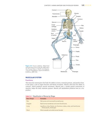 CHAPTER 5: HUMAN ANATOMY AND PHYSIOLOGY REVIEW 129
MUSCULAR SYSTEM
Functions
The muscular system gives the body the ability to move, maintain posture, and produce heat.
It also plays a role in organ function and blood circulation. Muscle cells have the ability to
contract, which produces muscle movement. Muscle tone, a steady partial contraction of
muscles, helps the body maintain posture. Muscle cell metabolism produces heat as a by-
product.
Facial bones
Vertebral
column
Mandible
Pelvis
Sacrum
Sternum
Costal
cartilage
Metatarsals
Tarsals
Fibula
Femur
Tibia
Phalanges
Phalanges
Patella
Ulna
Carpals
Meta-
carpals
Calcaneus
Radius
Humerus
Scapula
Clavicle
Ribs
Cranium
Ilium
(of pelvis)
Figure 5-5 Human skeleton. (Reprinted
with permission from Cohen BJ. Memmler’s
the Human Body in Health and Disease,
11th ed. Philadelphia: Lippincott Williams
 Wilkins; 2009:128.)
TABLE 5-3 Classiﬁcation of Bones by Shape
Bone Shape Examples
Flat Rib bones and most skull (cranial) bones
Irregular Back bones (vertebrae) and some facial bones
Long Leg (femur, tibia, ﬁbula), arm (humerus, radius, ulna), and hand bones
(metacarpals, phalanges)
Short Wrist (carpals) and ankle bones (tarsals)
 