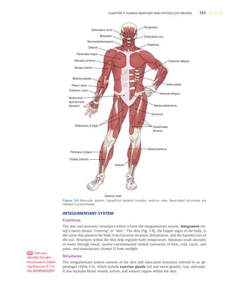 CHAPTER 5: HUMAN ANATOMY AND PHYSIOLOGY REVIEW 131
INTEGUMENTARY SYSTEM
Functions
The skin and accessory structures within it form the integumentary system. Integument (in-
teg’u-ment) means “covering” or “skin.” The skin (Fig. 5-8), the largest organ of the body, is
the cover that protects the body from bacterial invasion, dehydration, and the harmful rays of
the sun. Structures within the skin help regulate body temperature, eliminate small amounts
of waste through sweat, receive environmental stimuli (sensation of heat, cold, touch, and
pain), and manufacture vitamin D from sunlight.
Structures
The integumentary system consists of the skin and associated structures referred to as ap-
pendages (Table 5-5), which include exocrine glands (oil and sweat glands), hair, and nails.
It also includes blood vessels, nerves, and sensory organs within the skin.
Can you
identify the skin
structures in Label-
ing Exercise 5-7 in
the WORKBOOK?
Orbicularis oculi
Orbicularis oris
Masseter
Deltoid
Trapezius
Sternocleidomastoid
Temporalis
Pectoralis major
Serratus anterior
Biceps brachii
Brachioradialis
Flexor carpi
Extensor carpi
External oblique
Abdominal
aponeurosis
(tendon)
Adductors of thigh
Peroneus longus
Tibialis anterior
Gastrocnemius
Soleus
Quadriceps
femoris
Sartorius
Rectus abdominis
Internal oblique
Intercostals
Anterior view
Figure 5-6 Muscular system: Superﬁcial skeletal muscles, anterior view. Associated structures are
labeled in parentheses.
 