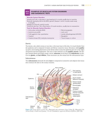 CHAPTER 5: HUMAN ANATOMY AND PHYSIOLOGY REVIEW 133
Dermis
The dermis, also called corium or true skin, is the inner layer of the skin. It is much thicker than
the epidermis and is composed of elastic and ﬁbrous connective tissue. Elevations called papillae
(pa-pil’e) and resulting depressions in the dermis where it joins the epidermis give rise to the ridges
and grooves that form ﬁngerprints. This area is often referred to as the papillary dermis. The der-
mis contains blood and lymph vessels, nerves, sebaceous (se-ba’shus) and sudoriferous (su-dor-
if’er-us) glands, and hair follicles. These structures can also extend into the subcutaneous layer.
Subcutaneous
The subcutaneous (beneath the skin) layer is composed of connective and adipose (fat) tissue
that connects the skin to the surface muscles.
BOX
5-2
EXAMPLES OF MUSCULAR SYSTEM DISORDERS
AND DIAGNOSTIC TESTS
Muscular System Disorders
Atrophy (at’ro-fe): a decrease in size (wasting) of a muscle usually due to inactivity
Muscular dystrophy (dis’tro-fe) (MD): genetic disease in which muscles waste away
or atrophy
Myalgia (mi-al’je-ah): painful muscle
Tendonitis (ten’dun i’tis): inﬂammation of muscle tendons, usually due to overexertion
Tests for Muscular System Disorders
• Antinuclear antibody (ANA)
• Autoimmune proﬁle
• Cold agglutinin titer, quantitative
• Creatine
• Creatine kinase (CK), total plus isoenzymes
• Electromyography
• Lactic acid
• Lactate dehydrogenase (LD/LDH)
• Myoglobin
• Tissue biopsy or culture
Subcutaneous
layer
Dermis
(corium)
Epidermis
Sebaceous
(oil) gland
Pore (opening
of sweat gland)
Nerve endings
Dermal papilla
Touch receptor
(Meissner corpuscle)
Stratum basale
(growing layer)
Stratum corneum
Sudoriferous
(sweat) gland
Arrector pili
muscle
Adipose
tissue
Hair
follicle
Pressure receptor
(Pacinian corpuscle)
Artery
Nerve
Vein
Hair
Figure 5-8 Cross section of the skin. (Reprinted with permission from Cohen BJ. Memmler’s the
Human Body in Health and Disease, 11th ed. Philadelphia: Lippincott Williams  Wilkins; 2009:108.)
 