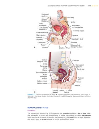 CHAPTER 5: HUMAN ANATOMY AND PHYSIOLOGY REVIEW 143
REPRODUCTIVE SYSTEM
Functions
The reproductive system (Fig. 5-13) produces the gametes (gam’eets), sex or germ cells,
that are needed to form a new human being. In males, the gametes are called spermatozoa
(sper’mat-o-zo’a), or sperm. In females, the gametes are called ova (o’va), or eggs. Reproduc-
tion occurs when an ovum (singular of ova) is fertilized by a sperm.
Cavernous body
Pubic
symphysis
Urinary
bladder
Peritoneal
cavity
Ductus (vas)
deferens
Glans penis
Prepuce
(foreskin)
Epididymis
Testis
Scrotum
A
Ampulla of
ductus deferens
Seminal vesicle
Prostate
Rectum
Ureter
Kidney
Anus
Urethra
Bulbourethral
(Cowper's) gland
Ejaculatory duct
Oviduct
(fallopian tube)
Ovary
Peritoneal
cavity
Round ligament
Pubic
symphysis
Clitoris
Labium minus
Labium majus
Urinary
bladder
Urethra
Vagina
B
Anus
Sacrum
Uterosacral
ligament
Cul-de-sac
Posterior
fornix
Cervix
Rectum
Uterus
Figure 5-13 Reproductive system. A. Male. B. Female. (Reprinted with permission from Cohen BJ.
Memmler’s the Human Body in Health and Disease, 11th ed. Philadelphia: Lippincott Williams  Wilkins;
2009:486,495.)
 