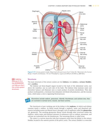 CHAPTER 5: HUMAN ANATOMY AND PHYSIOLOGY REVIEW 145
Diaphragm
Adrenal
gland
Right
kidney
Ureter
Urinary
bladder
Prostate
gland
Urethra
Inferior
vena cava
Hepatic veins
Abdominal
aorta
Renal
vein
Renal
artery
Common
iliac vein
Common
iliac artery
Internal
iliac vein
Internal
iliac artery
External
iliac vein
External
iliac artery
Figure 5-14 Urinary system (male). (Reprinted with permission from Cohen BJ. Memmler’s the Human
Body in Health and Disease, 11th ed. Philadelphia: Lippincott Williams  Wilkins; 2009:465.)
Structures
The main structures of the urinary system are two kidneys, two ureters, a urinary bladder,
and a urethra.
The kidneys are bean-shaped organs located at the back of the abdominal cavity, just
above the waistline, one on each side of the body. The kidneys help maintain water and
electrolyte balance and eliminate urea (a waste product of protein metabolism). They also
produce erythropoietin, a hormone that stimulates red blood cell production, and the enzyme
renin, which plays a role in regulating blood pressure.
Electrolytes include sodium, potassium, chloride, bicarbonate, and calcium ions; they
are essential to normal nerve, muscle, and heart activity.
The functional or basic working unit of the kidney is the nephron, of which each kidney
contains nearly a million. As blood travels through a nephron, water and dissolved sub-
stances including wastes are ﬁltered from it through a tuft of capillaries called the glomerulus
(pl. glomeruli). The resulting glomerular ﬁltrate travels through other structures within the
nephron, where water and essential amounts of substances such as sodium, potassium, and
calcium are reabsorbed into the bloodstream. The remaining ﬁltrate is called urine.
The ureter is a narrow muscular tube that transports urine from the kidney to the urinary
bladder, located in the anterior portion of the pelvic cavity. The urinary bladder is a muscular
Labeling
Exercise 5-13 in
the WORKBOOK
can help you learn
the urinary system
structures.
 