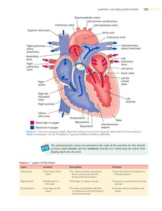 CHAPTER 6: THE CIRCULATORY SYSTEM 155
Brachiocephalic artery
Left common carotid artery
Left subclavian artery
Right pulmonary
artery
(branches)
Ascending
aorta
Superior vena cava
Right
pulmonary
veins
Right
atrium
Right AV
(tricuspid)
valve
Inferior
vena cava
Right ventricle
Aortic arch
Pulmonary trunk
Left pulmonary
artery (branches)
Pulmonary valve
Left
pulmonary
veins
Left atrium
Aortic valve
Left AV
(mitral)
valve
Endocardium
Left
ventricle
Myocardium
Blood high in oxygen
Blood low in oxygen
Epicardium
Apex
Interventricular
septum
Figure 6-1 The heart and great vessels. (Reprinted with permission from Cohen BJ. Memmler’s the Human Body in
Health and Disease, 11th ed. Philadelphia: Lippincott Williams  Wilkins; 2009:304.)
TABLE 6-1 Layers of the Heart
Layer Location Description Function
Epicardium Outer layer of the
heart
Thin, serous (watery) membrane
that is continuous with the
lining of the pericardium
Covers the heart and attaches to
the pericardium
Myocardium Middle layer of
the heart
Thick layer of cardiac muscle Contracts to pump blood into the
arteries
Endocardium Inner layer of the
heart
Thin layer of epithelial cells that
is continuous with the lining of
the blood vessels
Lines the interior chambers and
valves
The atrioventricular valves are attached to the walls of the ventricles by thin threads
of tissue called chordae (kor’de) tendineae (ten-din’e-e), which keep the valves from
ﬂipping back into the atria.
 