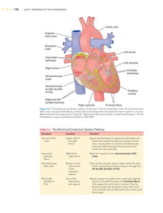 158 UNIT II: OVERVIEW OF THE HUMAN BODY
Sinoatrial
node
Internodal
pathways
Atrioventricular
node
Atrioventricular
bundle (bundle
of His)
Right and left
bundle branches
Purkinje fibers
Right atrium
Right ventricle
Aortic arch
Left atrium
Papillary
muscle
Left ventricle
Chordae
tendineae
Superior
vena cava
Figure 6-2 The electrical conduction system of the heart. The sinoatrial (SA) node, the atrioventricular
(AV) node, and specialized ﬁbers conduct electrical energy that stimulates the heart muscle to contract.
(Reprinted with permission from Cohen BJ. Memmler’s the Human Body in Health and Disease, 11th ed.
Philadelphia: Lippincott Williams  Wilkins; 2009:309.)
TABLE 6-4 The Electrical Conduction System Pathway
Structure Location Function
Sinoatrial (SA)
node
Upper wall of
the right
atrium
Begins the heartbeat by generating the electrical
pulse that travels through the muscles of both
atria, causing them to contract simultaneously
and push blood through the atrioventricular
valves into the ventricles
Internodal
pathway
ﬁbers
Wall of the
right atrium
Relay the impulse to the atrioventricular (AV)
node
Atrioventricular
(AV) node
Bottom of the
right atrium
in the
interatrial
septum
Picks up the impulse, slows it down while the atria
ﬁnish contracting, and then relays it through the
AV bundle (bundle of His)
AV bundle
(bundle of
His)
Top of the
interventric-
ular septum
Relays impulse throughout the ventricular walls by
means of bundle branches and Purkinje ﬁbers.
This causes the ventricles to contract, forcing
blood through the semilunar valves. Both atria
and ventricles relax brieﬂy before the entire cycle
starts again
 