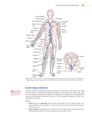 CHAPTER 6: THE CIRCULATORY SYSTEM 163
BLOOD VESSEL STRUCTURE
Arteries and veins are composed of three main layers. The thickness of the layers varies with
the size and type of blood vessel. Figure 6-7 shows a cross-section of an artery and a vein
as seen through a microscope. Capillaries are composed of a single layer of endothelial cells
enclosed in a basement membrane. (See Fig. 6-8 for a comparison diagram of artery, vein,
and capillary structure.)
Layers
• Tunica (tu’ni-ka) adventitia (ad’ven-tish’e-a): the outer layer of a blood vessel, some-
times called the tunica externa. It is made up of connective tissue and is thicker in arter-
ies than in veins.
• Tunica media: the middle layer of a blood vessel. It is made up of smooth muscle tissue
and some elastic ﬁbers. It is much thicker in arteries than in veins.
See WORK-
BOOK Labeling
Exercise 6-3.
Subclavian
Superficial
temporal
Intercostals
Internal jugular
External jugular
Azygos
Median cubital
Axillary
Frontal
Lingual
Anterior
facial
Cephalic
Basilic
Venous
arch
Saphenous
Popliteal
Tibial
Femoral
External iliac
Internal iliac
Testicular
Lumbar
Renal
Hepatic
Volar
digitals
Dorsal
digitals
Superior vena
cava
Inferior vena
cava
Brachiocephalic
Occipital
External
jugular
Internal
jugular
Brachial
Cephalic
Basilic
Figure 6-5 The principal veins of the body. (Reprinted with permission from Cohen BJ. Memmler’s the
Human Body in Health and Disease, 11th ed. Philadelphia: Lippincott Williams  Wilkins; 2009:334.)
 