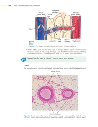 164 UNIT II: OVERVIEW OF THE HUMAN BODY
• Tunica intima (in’ti-ma): the inner layer or lining of a blood vessel, sometimes called
the tunica interna. It is made up of a single layer of endothelial cells with an underlying
basement membrane, a connective tissue layer, and an elastic internal membrane.
Tunica (Latin for “coat” or “sheath”) means a coat or layer of tissue.
Lumen
The internal space of a blood vessel through which the blood ﬂows is called the lumen (lu’men).
CO2
O2
Venule
(small vein) Tissue
fluid
Lymphatic
capillary Arteriole
(small artery)
Erythrocyte
Leukocyte
Blood
capillary
Body
cells
Valve
Figure 6-6 The oxygen and carbon dioxide exchange in the tissue capillaries.
Smooth muscle
Connective tissue
Figure 6-7 A cross-section of an artery and a vein as seen through a microscope. (Reprinted with permis-
sion from Cormack DH, Essential Histology, 2nd ed. Philadelphia: Lippincott Williams  Wilkins; 2001.)
 