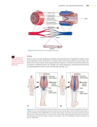 CHAPTER 6: THE CIRCULATORY SYSTEM 165
Valves
Venous valves are thin membranous leaﬂets composed primarily of epithelium similar to that
of the semilunar valves of the heart. (A venous valve can be seen within the vein in Fig. 6-8.)
Most of the venous system ﬂows against the pull of gravity. As blood is moved forward by the
movement of skeletal muscle, for example, the valves help keep it ﬂowing toward the heart
by allowing blood to ﬂow in only one direction (see Fig. 6-9).
View the Ve-
nous Valve Action
animation at http://
thepoint.lww.com/
McCall5e.
Tunica intima
(endothelium)
Valve
Elastic tissue
Tunica media
(smooth muscle)
Tunica adventitia
(connective tissue)
Artery Vein
Capillary
Arteriole
Blood flow
Venule
Figure 6-8 The artery, vein, and capillary structure.
To heart
To heart
Proximal
valve closes
Vein
Vein
Distal
valve opens
Proximal
valve opens
Skeletal
muscle
contracts
Skeletal
muscle
relaxes
Distal
valve closes
A B
Figure 6-9 The role of skeletal muscles and valves in blood return. A. Contracting skeletal muscle com-
presses the vein and drives blood forward, opening the proximal valve, while the distal valve closes to
prevent backﬂow of blood. B. When the muscles relaxes again, the distal valve opens and the proximal
valve closes until blood moving in the vein forces it open again. (Reprinted with permission from Cohen
BJ. Memmler’s the Human Body in Health and Disease, 11th ed. Philadelphia: Lippincott Williams 
Wilkins; 2009:338.)
 
