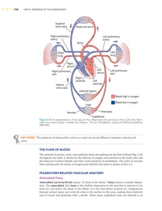 166 UNIT II: OVERVIEW OF THE HUMAN BODY
Head and arms
Aorta
Superior
vena cava
Left pulmonary
artery
Left pulmonary
vein
Inferior
vena cava
Right
lung
Left
lung
Right
ventricle Left
ventricle
Left
atrium
Right
atrium
Internal organs
Legs
Blood high in oxygen
Blood low in oxygen
Right pulmonary
artery
Right pulmonary
vein
Arterioles
Capillaries
Venules
Figure 6-10 A representation of the vascular ﬂow. (Reprinted with permission from Cohen BJ. Mem-
mler’s the Human Body in Health and Disease, 11th ed. Philadelphia: Lippincott Williams  Wilkins;
2009:303.)
KEY POINT The presence of valves within veins is a major structural difference between arteries and
veins.
THE FLOW OF BLOOD
The network of arteries, veins, and capillaries forms the pathway for the ﬂow of blood (Fig. 6-10)
throughout the body; it allows for the delivery of oxygen and nutrients to the body cells and
the removal of carbon dioxide and other waste products of metabolism. The order of vascular
ﬂow starting with the return of oxygen-poor blood to the heart is shown in Box 6-2.
PHLEBOTOMY-RELATED VASCULAR ANATOMY
Antecubital Fossa
Antecubital (an’te-ku’bi-tal) means “in front of the elbow.” Fossa means a shallow depres-
sion. The antecubital (AC) fossa is the shallow depression in the arm that is anterior to (in
front of) and below the bend of the elbow. It is the ﬁrst-choice location for venipuncture
because several major arm veins lie close to the surface in this area, making them relatively
easy to locate and penetrate with a needle. These major superﬁcial veins are referred to as
 